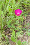 Woodland poppymallow